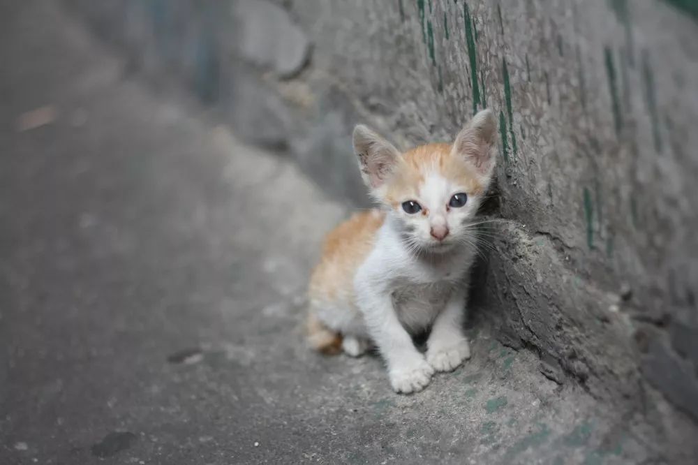 楼下那只野猫，到底该怎么处理