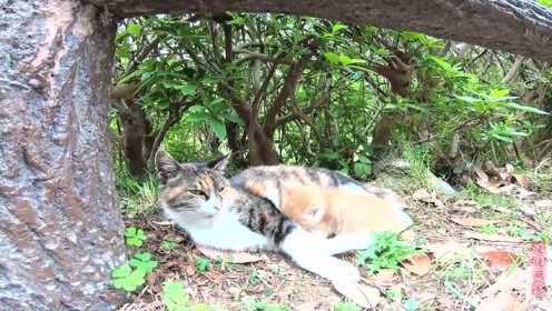 楼下那只野猫，到底该怎么处理